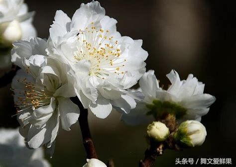 桃樹不開花|桃樹為何只開花,不結果